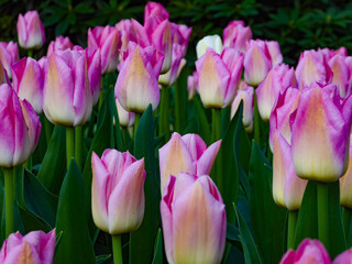 Tulipanes lilas con pinceladas amarillas y hojas verdes