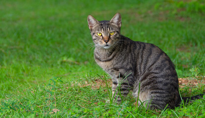Naklejka na ściany i meble Striped beautiful cat sits on the grass, look at the camera.