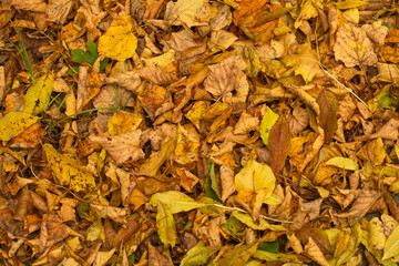 Fallen yellow leaves of trees on the ground together autumn