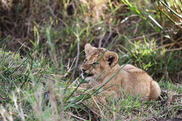 Baby lion plaing with a small branch, grimacing and showing his teeth 