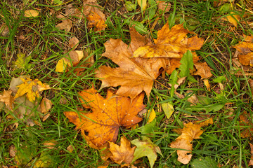 Fallen yellow leaves of trees on the ground together autumn