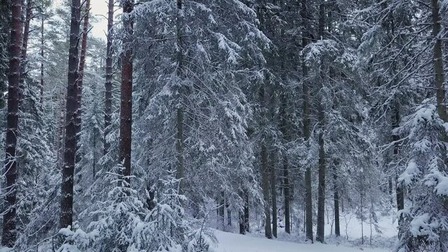 Drone flight in an endless boreal spruce forest in winter. Early and cold winter morning with a snowy forest. Spruce trees covered with white fluffy snow.