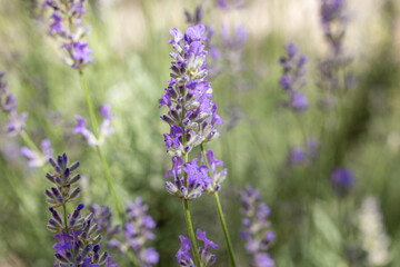 Selective focus on lavender flower in flower garden. Lavender flowers lit by sunlight.