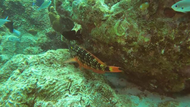  fish in coral reef curacao underwater world 