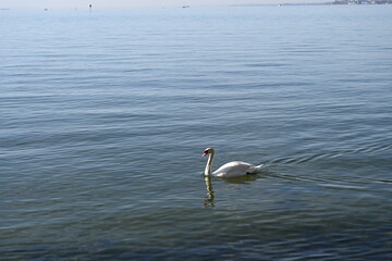 swan on the lake Constance in Austria