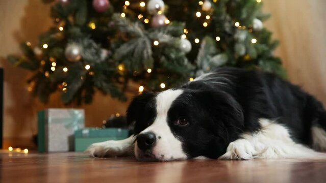 Funny portrait of cute puppy dog border collie with gift box and defocused garland lights lying down near Christmas tree at home indoors. Preparation for holiday. Happy Merry Christmas time concept