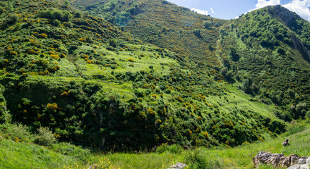 Vistas del valle de Somiedo, en Asturias, España, con montañas al fondo rodeado de hierbas y árboles verdes en un entorno tranquilo, verano de 2021