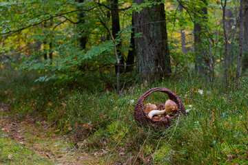Wiklinowy kosz pełen grzybów wśród wrzosów i kolorów jesiennego lasu.