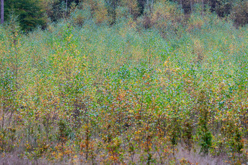 Kolory jesieni w lesie, malowniczo pożółkłe młode brzózki.