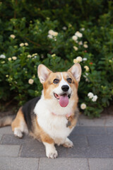 Cute welsh corgi cardigan dog smiling tongue out  to the camera sitting near green bush with flowers outdoors. Purebred corgi on a walk in the park in summer or autumn at daytime.