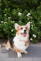 Cute welsh corgi cardigan dog smiling tongue out  to the camera sitting near green bush with flowers outdoors. Purebred corgi on a walk in the park in summer or autumn at daytime.