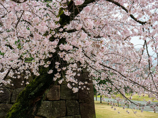branches of blossoming cherry against background