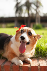 Cute welsh corgi cardigan dog girl with red flower behind her ear smiling tongue out  to the camera. Purebred corgi on a walk in the park in summer or autumn at daytime.
