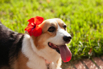 Cute welsh corgi cardigan dog girl with red flower behind her ear smiling tongue out  to the camera. Purebred corgi on a walk in the park in summer or autumn at daytime.
