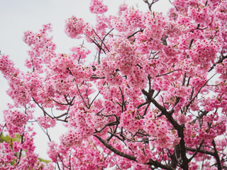 branches of blossoming cherry against background