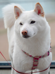 White Japanese dog Kishu Ken.