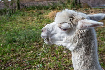 Obraz premium Alpaca eating straw