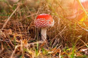 Fly agaric in dry grass and Christmas needles in the autumn forest against the background of sunlight. Dangerous mushrooms, beautiful fairy-tale mushrooms