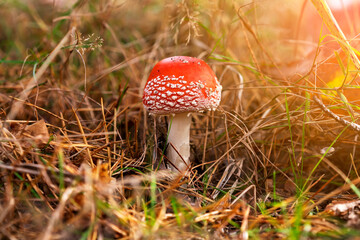 Fly agaric in dry grass and Christmas needles in the autumn forest against the background of...