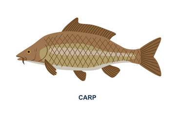 River or sea fish. Sticker with large brown carp with checkered scales. Fishing or catching seafood. Design element for infographics. Cartoon flat vector illustration isolated on white background