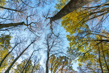 Bottom view of the treetops in the autumn forest. Autumn forest background. Trees with brightly colored leaves, red-orange trees in the autumn park. Colorful leaves and trees against the blue sky.