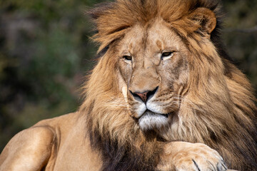 Obraz premium African Lion (Panthera Leo)