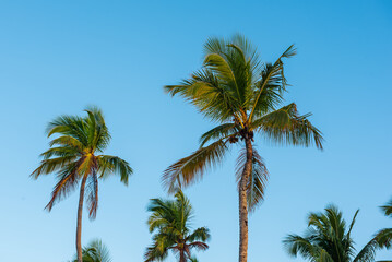 Obraz na płótnie Canvas Palm trees and sky