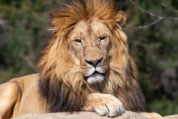 Fototapeta na wymiar African Lion (Panthera Leo)