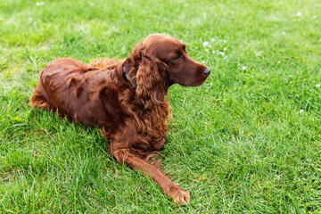 Beautiful happy Irish Setter dog is lying in grass on a beautiful summer day. Copy space. Hunting...
