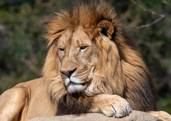 African Lion (Panthera Leo)