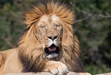 African Lion (Panthera Leo)