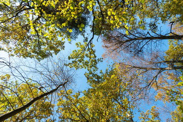 Bottom view of the treetops in the autumn forest. Autumn forest background. Trees with brightly colored leaves, red-orange trees in the autumn park. Colorful leaves and trees against the blue sky.