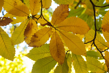 Hojas de castaños, con sus colores de otoño