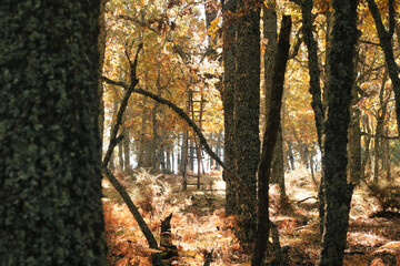 La escalera del bosque, en la luz de una mañana de otoño
