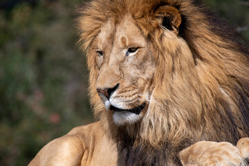 Obraz premium African Lion (Panthera Leo)