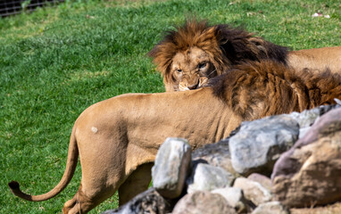 African Lion (Panthera Leo)