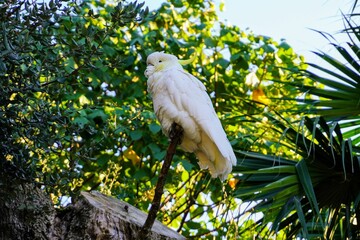 Low angle shot of white parrot cockatoo with exotic plants on the background
