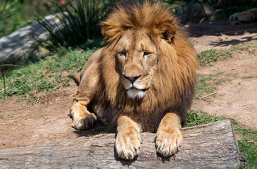 African Lion (Panthera Leo)