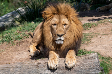 African Lion (Panthera Leo)