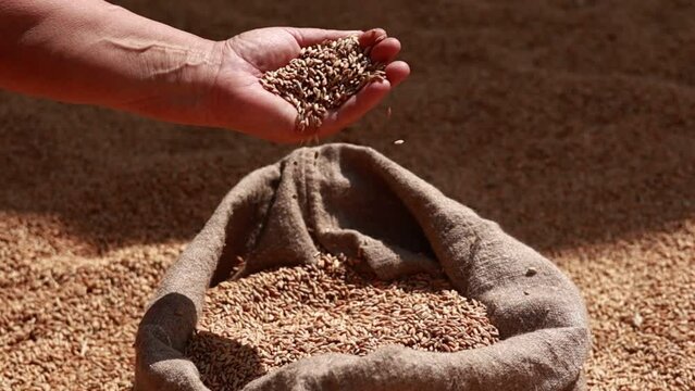 Hands of older female puring and sifting wheat grains in a jute sack. Wheat grains in a hand after good harvest of successful farmer. agriculture concept. Business man checks the quality of wheat