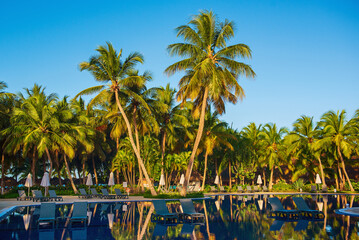 Palm trees and pool
