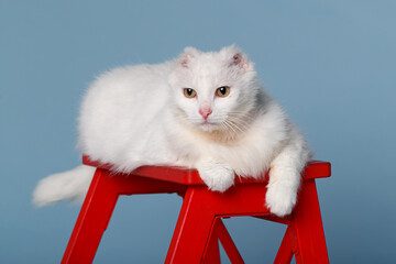 A fluffy white cat is resting on a red stepladder. A special cat with amputated ears, she defeated cancer and found a family.