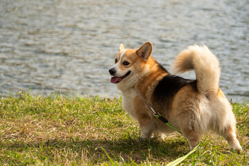 happy smiling corgi face outdoors in autumn