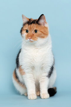 Portrait of a well-fed tricolor cat on a blue background. The photo was taken in the studio, close-up