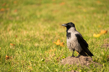 Black and white crow bird sitting on the ground on blurred summer background