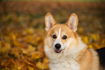Happy and active purebred Welsh Corgi dog outdoors in the grass