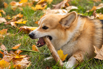 Happy and active purebred Welsh Corgi dog outdoors in the grass