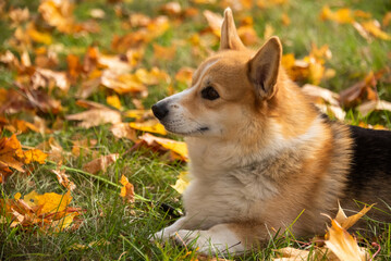Happy and active purebred Welsh Corgi dog outdoors in the grass