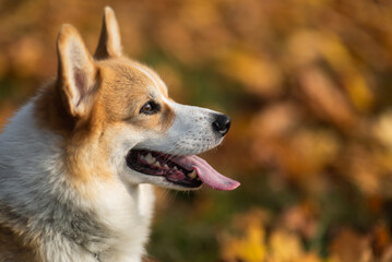 happy smiling corgi face outdoors in autumn