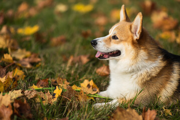 happy smiling corgi face outdoors in autumn